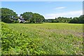 Field at Godwinscroft