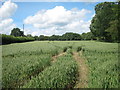 Wheat field near Hooklands Farm