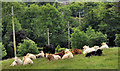 Cattle near Lisburn