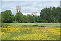 Buttercup field near Beverley