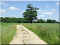 Track And Tree