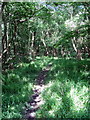 Footpath through Salden Wood