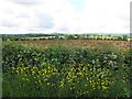 Buttercups, Tullanafoile