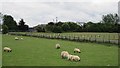 Sheep, Menstrie