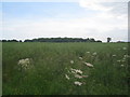 Oilseed rape north of Norton Place