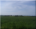 View from Hall Road overlooking Wraywick farm