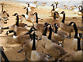 SD8303 : Canada Geese, Heaton Park Lake by David Dixon