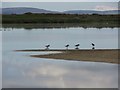 Haematopus ostralegus