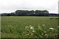 Copse across the cornfield