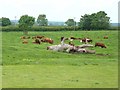 Cattle and felled tree at Baumber Park Farm