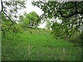 Woodland, Glen Devon