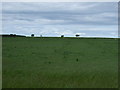 Farmland, North Falaknowe