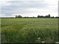 View towards Welbourn Road