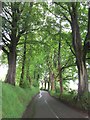 Beech lined road