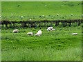 Ewes and lambs