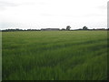 View towards new farm buildings on Old Brickkiln Lane