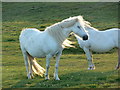 SH2279 : Two white ponies at Graig Lwyd by Mat Fascione
