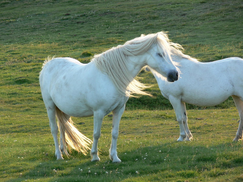 Two white ponies at Graig Lwyd © Mat Fascione cc-by-sa/2.0 :: Geograph ...