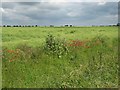 TL4763 : Ditch, poppies, oilseed rape, sky by John Sutton