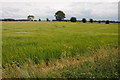 Barley field near Sherborne