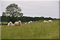 North Devon : Sheep Grazing