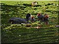 SD7807 : Coot with Chicks by David Dixon