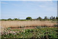 Reeds, Little Murston Nature Reserve