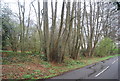 Coppiced trees by Knowle Lane