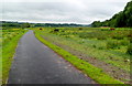 Horses graze in riverside meadows, Carmarthen