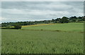 Open wheat field between Clay Cross and Handley