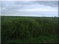 Dengie Marsh from Bridgewick Road