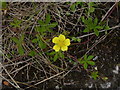 Common Cinquefoil (potentilla reptans) 