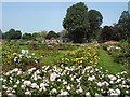 Scented Rose Garden - Preston Park