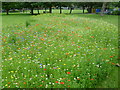 Wildflower meadow in Manor Park