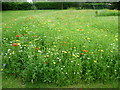 Wildflower meadow in Manor Park