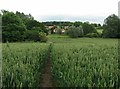 Lowick: footpath across a wheatfield