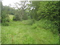 Oakhanger stream valley