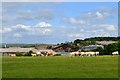 Burnt Heath - cattle turning to charge at photographer