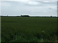 Farmland, Barn Lodge Farm