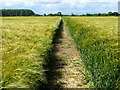 SK9363 : Cut path across barley field by Oliver Dixon