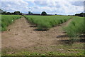 Asparagus field