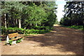 Bench on the bridleway to Wavendon Heath