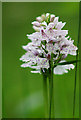 SH6504 : Heath Spotted Orchid (Dactylorhiza maculata), Dolgoch, Gwynedd by Peter Trimming