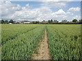 Footpath through wheat field to Welham Green