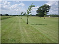 Newly planted tree-lined avenue