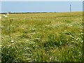 TA1571 : Wind-swept barley field by Christine Johnstone