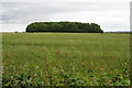 Old Copse Spinney