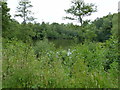 Secluded lake at Nyewood