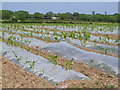 Maize and plastic near Gooseford