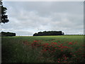 Over  field  towards  Dog  Kennels  Plantation